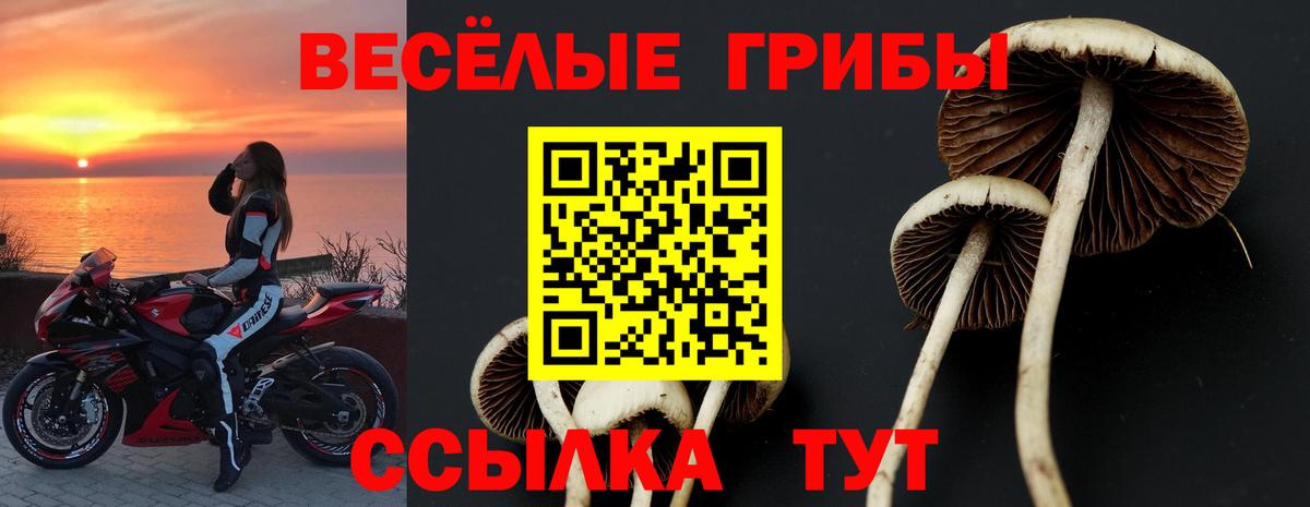 Псилоцибиновые грибы Psilocybe Белово